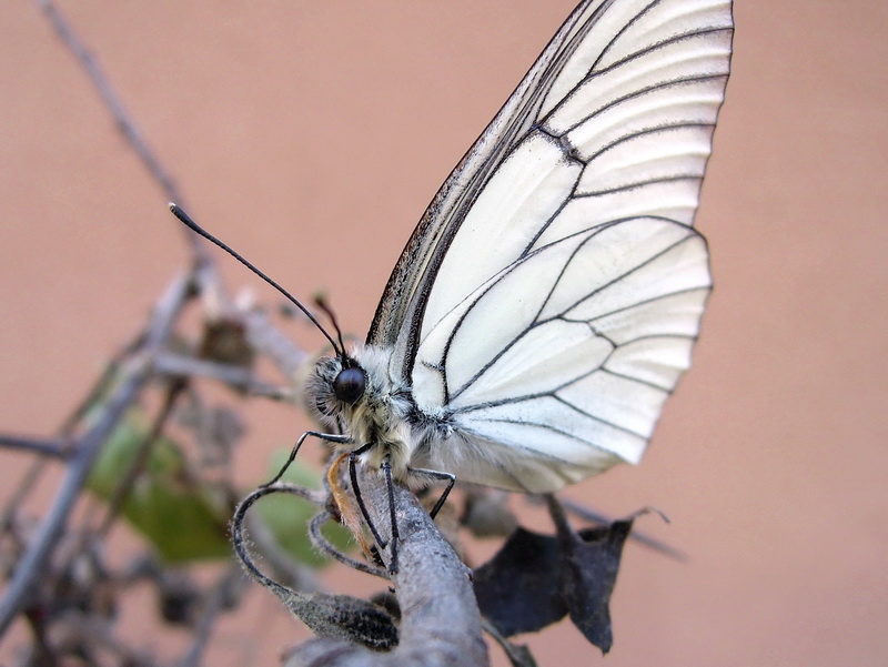 Aporia crataegi - sfarfallamento